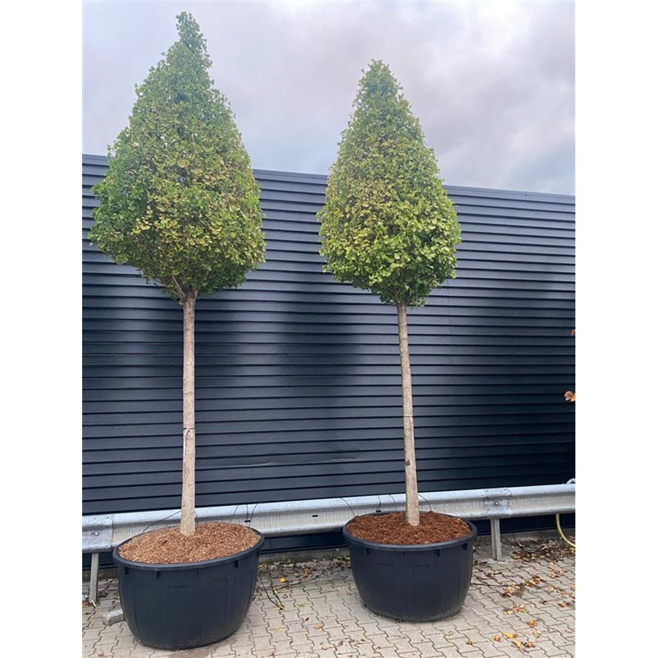 Tempelträd – Ginkgo biloba 'Fastigiata Blagon' - C300 200-225 cm. Stam